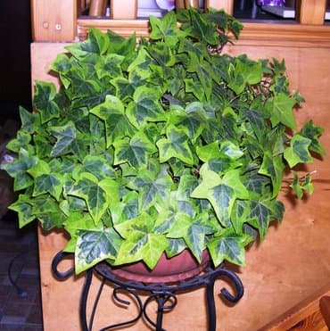 цветы растение: Комнатные растения - хлорофитумы кудрявые бело-розовый — 1