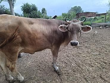 Продаю | Корова (самка) | Для молока — 10