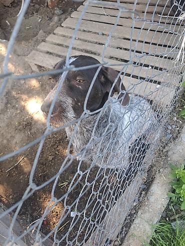 купить курцхаара: Охотничья собака, жёсткошёрстный тип. - Окрас: печёночно-белый с — 1