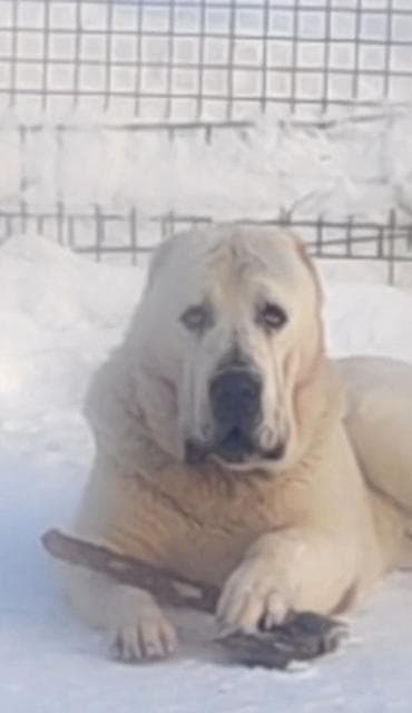 палтарашка тай: Срочно ❗ 
продаётся 
очень крупная Самка 
для Охраны — 1