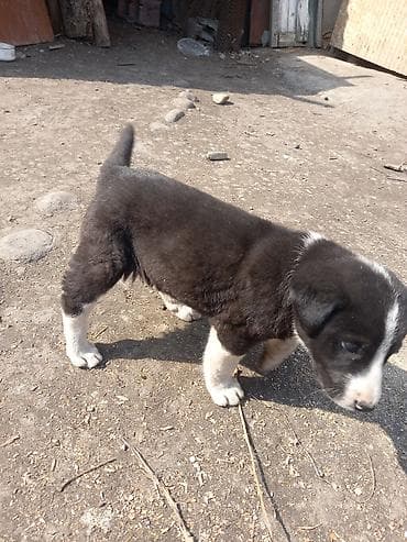 Вязка собак: Овчарка, 3 месяца, Самец — 5