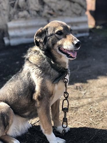 спаниель рабочий: Более 5 лет, Самка — 2