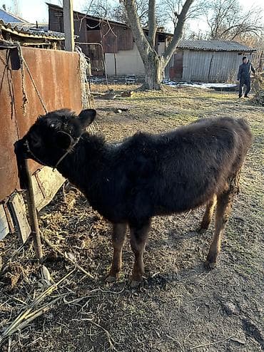 каракол животных: Продаю | Корова (самка), Тёлка | Полукровка, Алатауская | Для разведения — 4