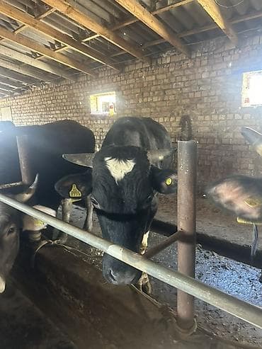 говяжьи ноги: Продаю | Бык (самец) | Для разведения | Привязанные — 8