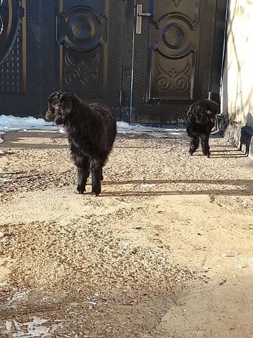 отдам даром собак: Улак сатам — 3