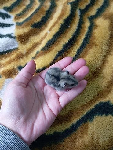 маленькие кошки: Карликовые хомячки джунгарики - Окрас: агouti/серо-бурый с тёмной — 2