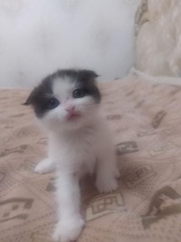 Котёнок, чёрно‑белый, шотландский вислоухий, скотиш фолд,с очень