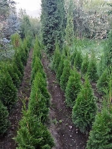 балык кумара: Европадан алынып келип, өзүбүздүн шартта өстүрүлгөн декоративдүү — 3