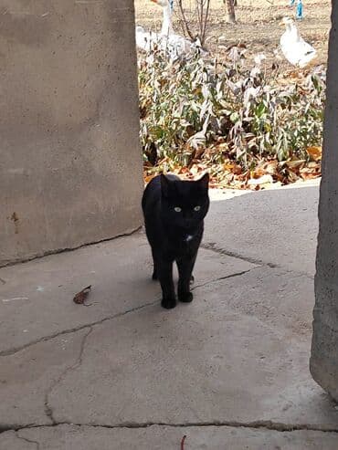 купить жеребенка: Кошка даром: Беспородная, Мальчик, Приучена к лотку — 1