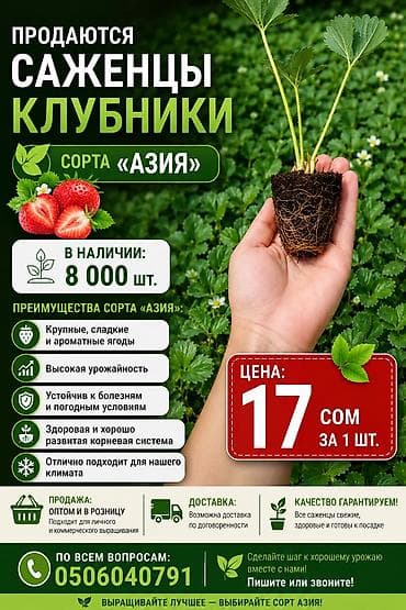 Саженцы клубники сорта «Азия». Характеристики и преимущества: - Ягоды — 1