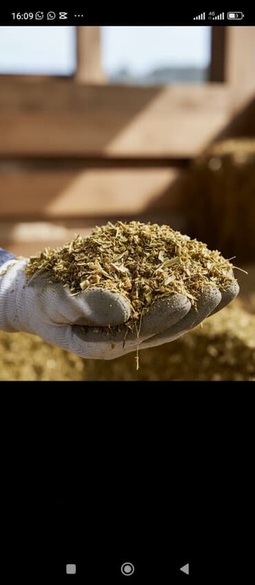 коровы на мясо: Кукурузный силос 7 сом + доставка сенаж 9000 сом + доставка качества — 1