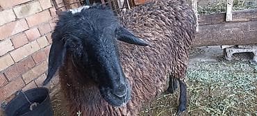 А/ч жаныбарлары үчүн тоюттар: Сатам | Ургаачы кой (ургаачы) | Көбөйтүү үчүн | Ургаачы — 5