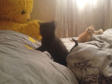 Грызуны: Всем доброго времени суток 🤗 отдаю кошечку в добрые заботливые руки — 3