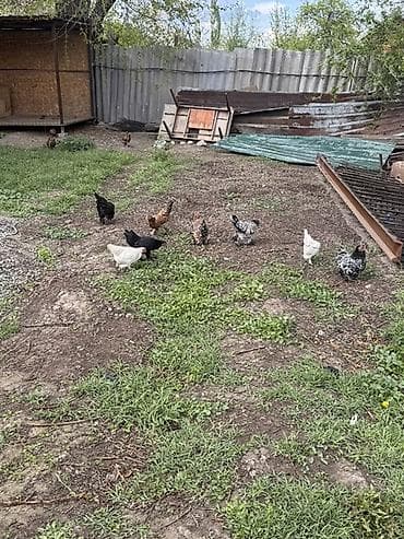 голуби животное: Продаю | Куры | Домашняя | Несушки — 1