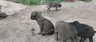 цена собаки: Кане-корсо, 1 месяц, Самец, С прививкой — 4