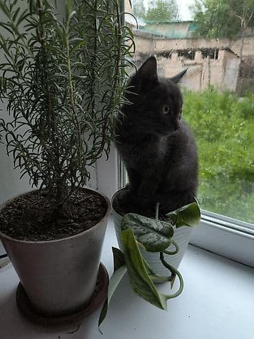 Кошки: Котик Семён ищет доброго хозяина Котенку 2,5 месяца, зовут Семён. От — 2