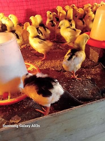 личинка карпа: Продаю | Цыплята | Бройлерная | На забой — 2