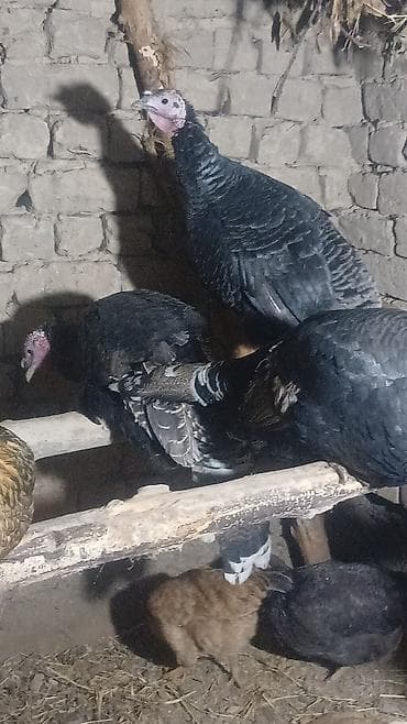 Продаю | Индюк (самец) | Для разведения | Племенные