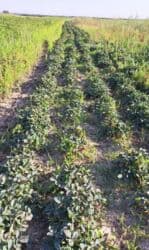 долгосрочная аренда домов арча бешик: 100 соток, Для сельского хозяйства, Красная книга — 6