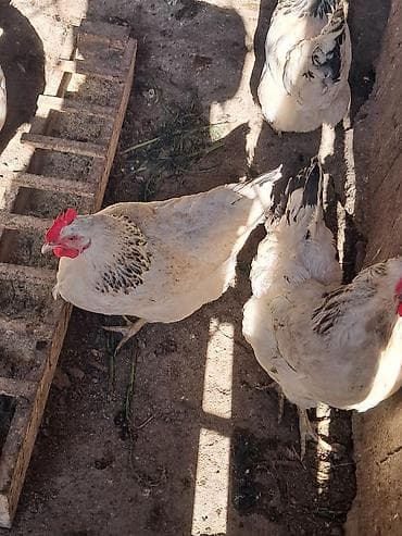 Айыл-чарба жаныбарлары: Сатам | Тооктор | Көбөйтүү үчүн — 2