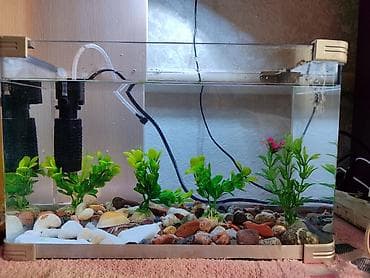 Продаются 2 аквариума с рыбками гуппи 🐠 В комплекте: ^ два ухоженных