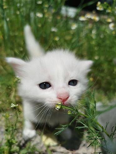 Кошки: Кошка даром: Беспородная, 3 месяца, Мальчик, Приучена к лотку — 4