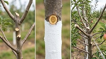 продаю муссо: Обрезка и уход за плодовыми деревьями Профессиональная формирующая и — 1