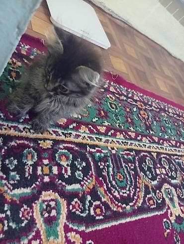 Кошки: Пушистый котята с длинной шерстью и выразительными глазами. Окрас — 2