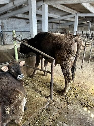 швицкой: Продаю | Бык (самец) | Швицкая | На откорм, На забой | Племенные — 3