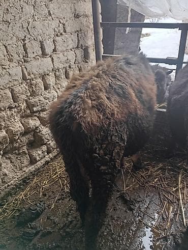 Другие животные: Продаю | Бык (самец) | На откорм | Привязанные — 4