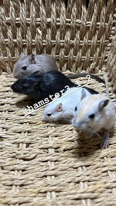 барханный кот: Ручные песчанки монгольские. Красивые окрасы, есть девочки и мальчики — 3