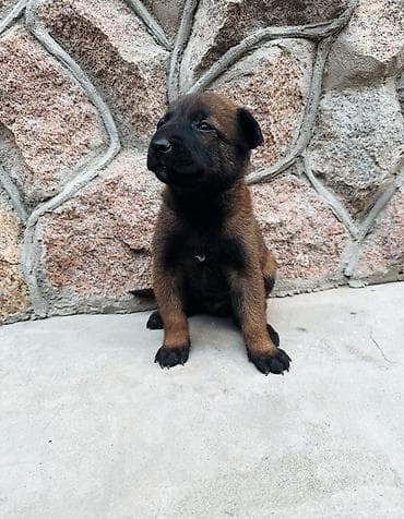 Продажа собак: Бельгийская овчарка, 1 месяц, Самец, С родословной — 3