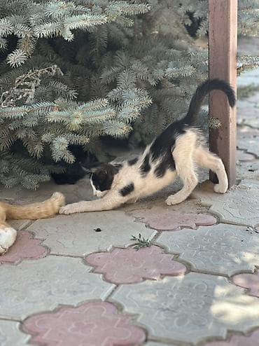 грызуны домашние: 🐱 Отдам котят в добрые руки БЕСПЛАТНО! Даром 😔💔. Очень срочно! Ищем — 4