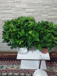 растения для аквариума: В наличии Азалии очень пышные и шикарные650-900, розы 700с 🌸.Пальма — 28