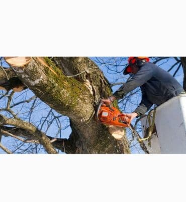 Пилим дрова at lalafo.kg Пилим дрова