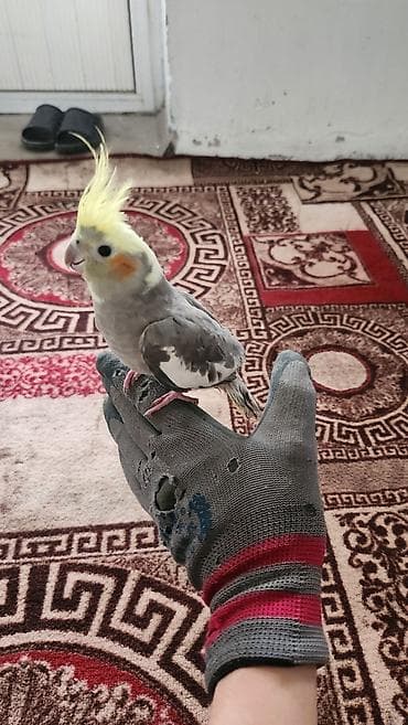 Рыбы: Клетка для птиц с аксессуарами - Просторная прямоугольная клетка из — 2