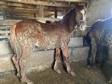 Аквариумдар: Сатам | Тай | Көбөйтүү үчүн — 1