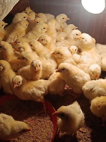 заказ рыбы: Продаю | Цыплята | На забой — 2