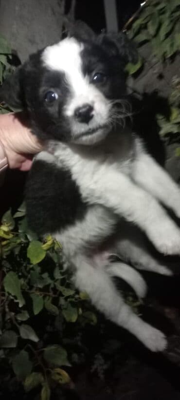 отдам кошечку в добрые руки: Кошка даром: Беспородная, Девочка — 4