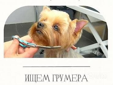 Ищу Грумера, для стрижки кошки