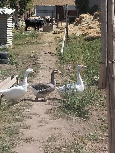 Животные: Домашние гуси для подворья - Порода: крупные серые и белые (смесь — 1