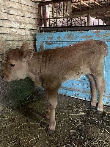 сельскохозяйственные животные продажа: Продаю | Музоо, торпок | Полукровка | Для разведения, Для молока | Искусственник — 2
