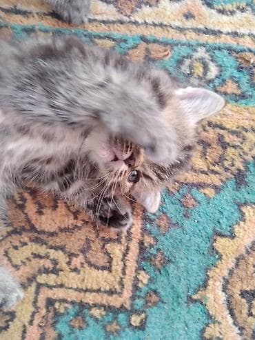 Животные: Шотландские котята. 1,5 месяца. 2з девочки, мальчик на брони — 4