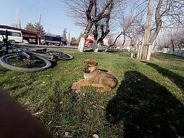 Отдам даром собаку: Щенок, метис средних пород - Возраст: примерно 2–3 месяца - Окрас — 3