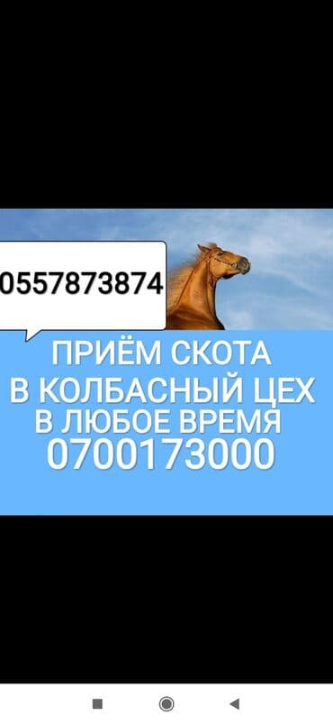 домик для животных: Куплю с/х животных — 1