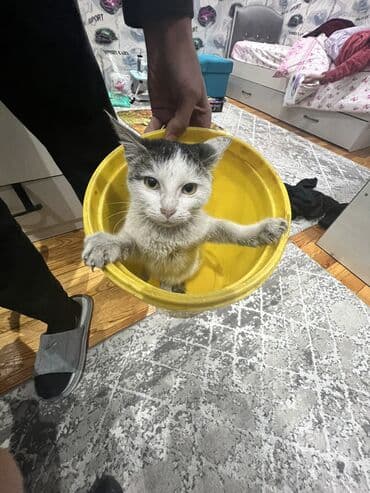 котята шотландские вислоухие купить: Породасыз, 1 жаш, Эркек, Ак, Лотокко барууга үйрөтүлгөн — 4