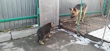 чистокровная немецкая овчарка: ЩЕНОК немецкой овчарки остался красавчик 1 мальчик скоро два — 2