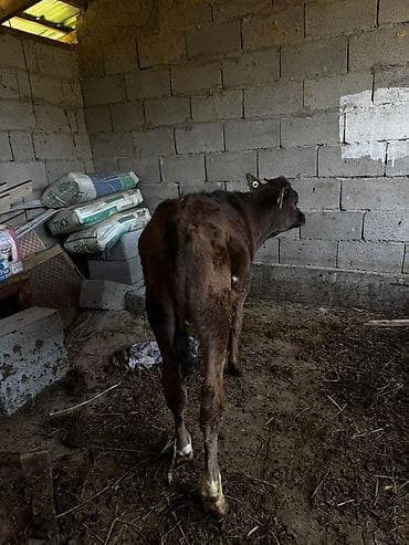 уй сатылат бишкек 2022: Сатам | Музоо | Бордоп семиртүү үчүн — 3