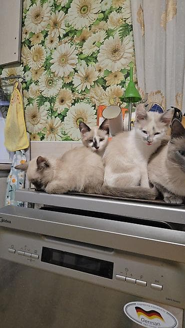 шотландская шоколадная кошка: Кошка даром: Сиамская, 3 месяца, Девочка — 8
