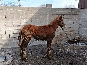 белый конь: Продаю | Жеребенок | Для разведения — 2